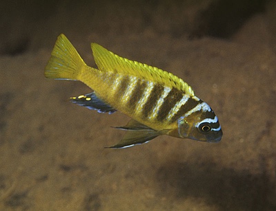 Maylandia sp. 'zebra gold' Nkhata Bay